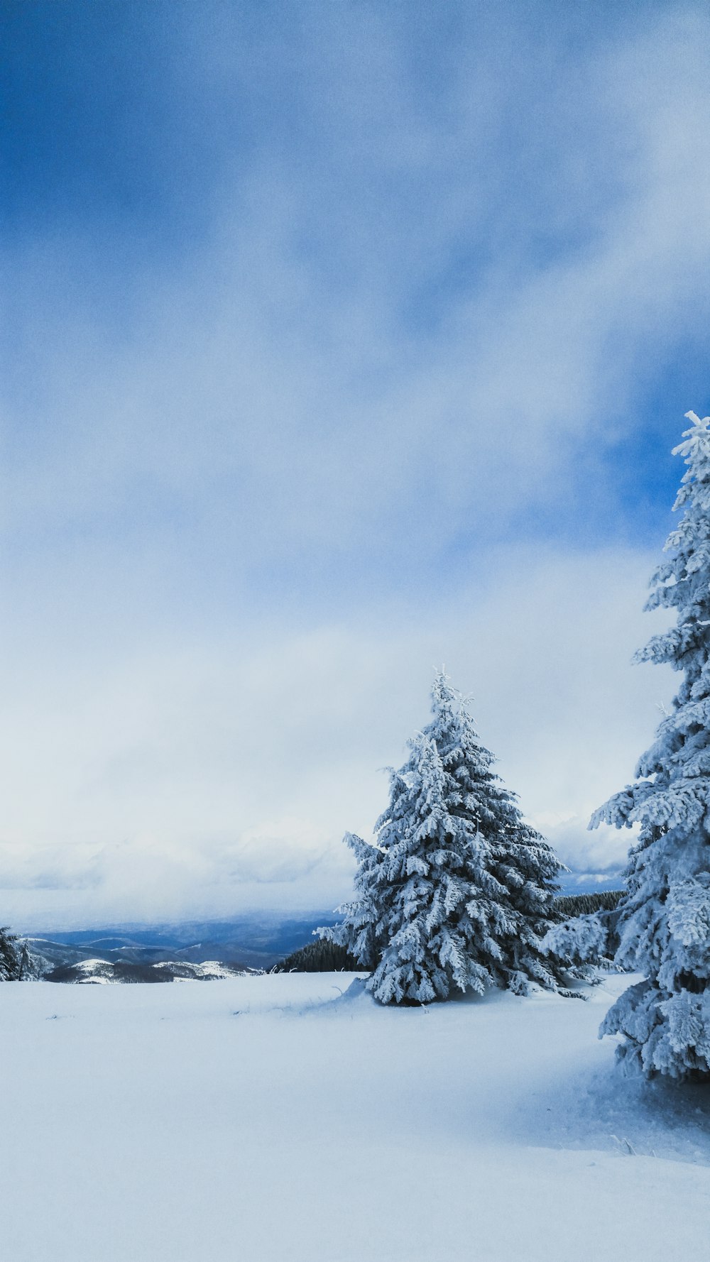 snow-covered pine trees