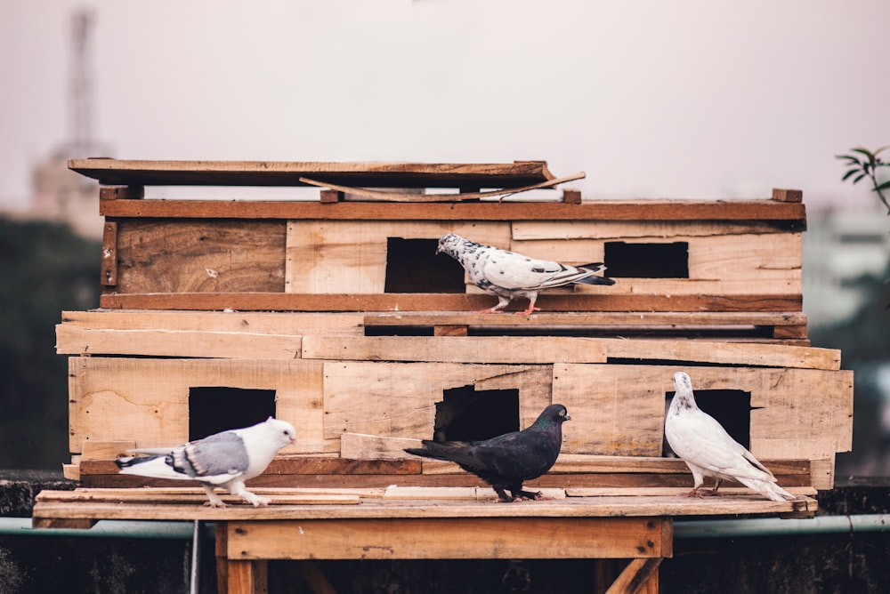 four white, black, and gray pigeons on wooden surface