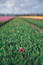 selective focus photography of red petaled flower