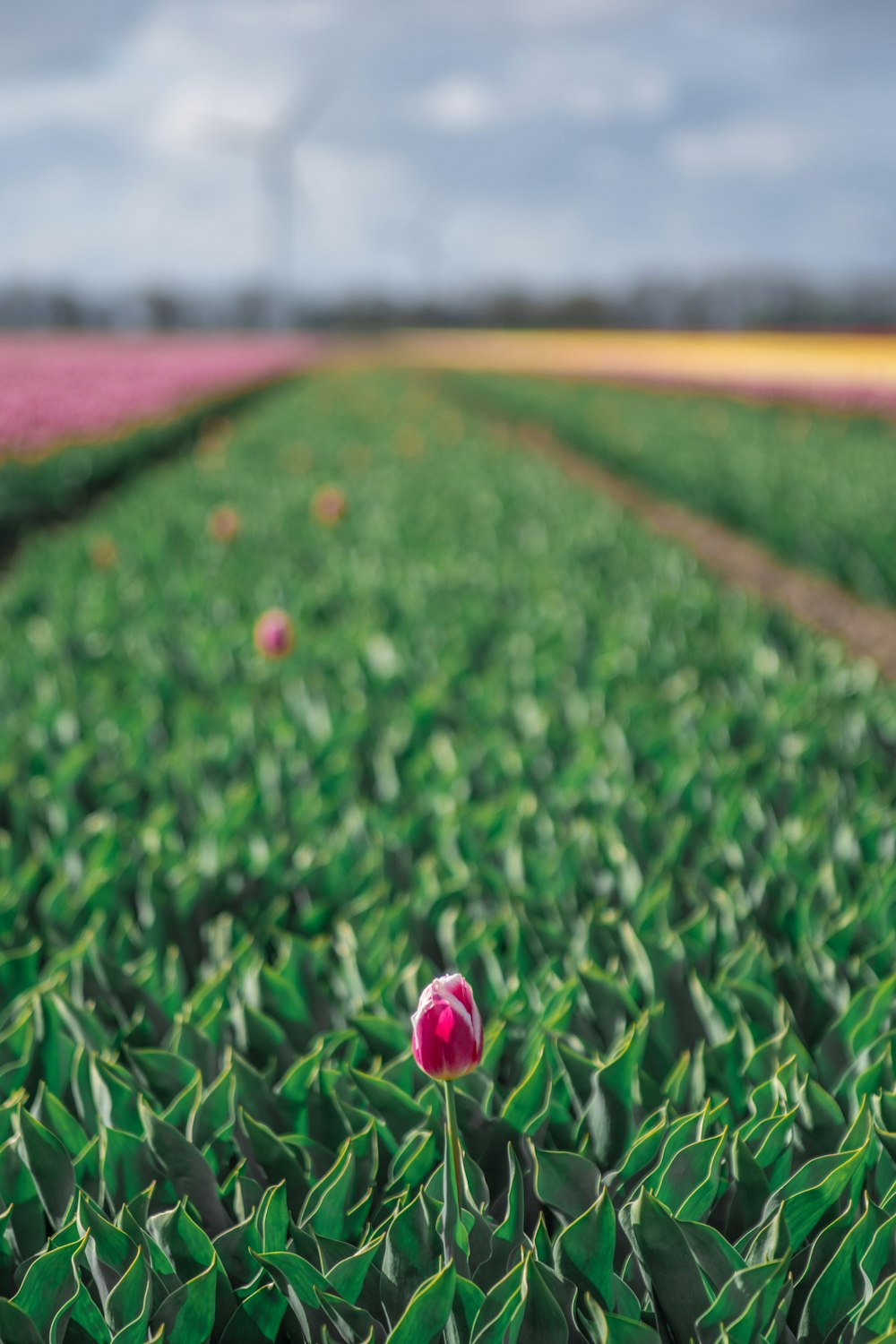 Selektive Fokusfotografie einer rotblättrigen Blume