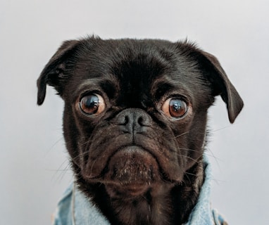 black dog wearing blue denim collar