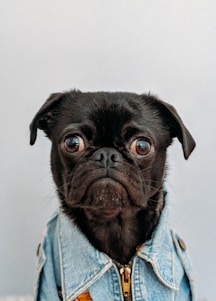 chien dans un habit social