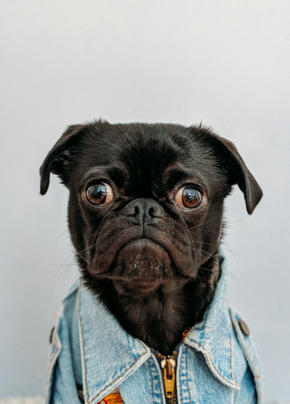 Happy dog and owner for pet insurance