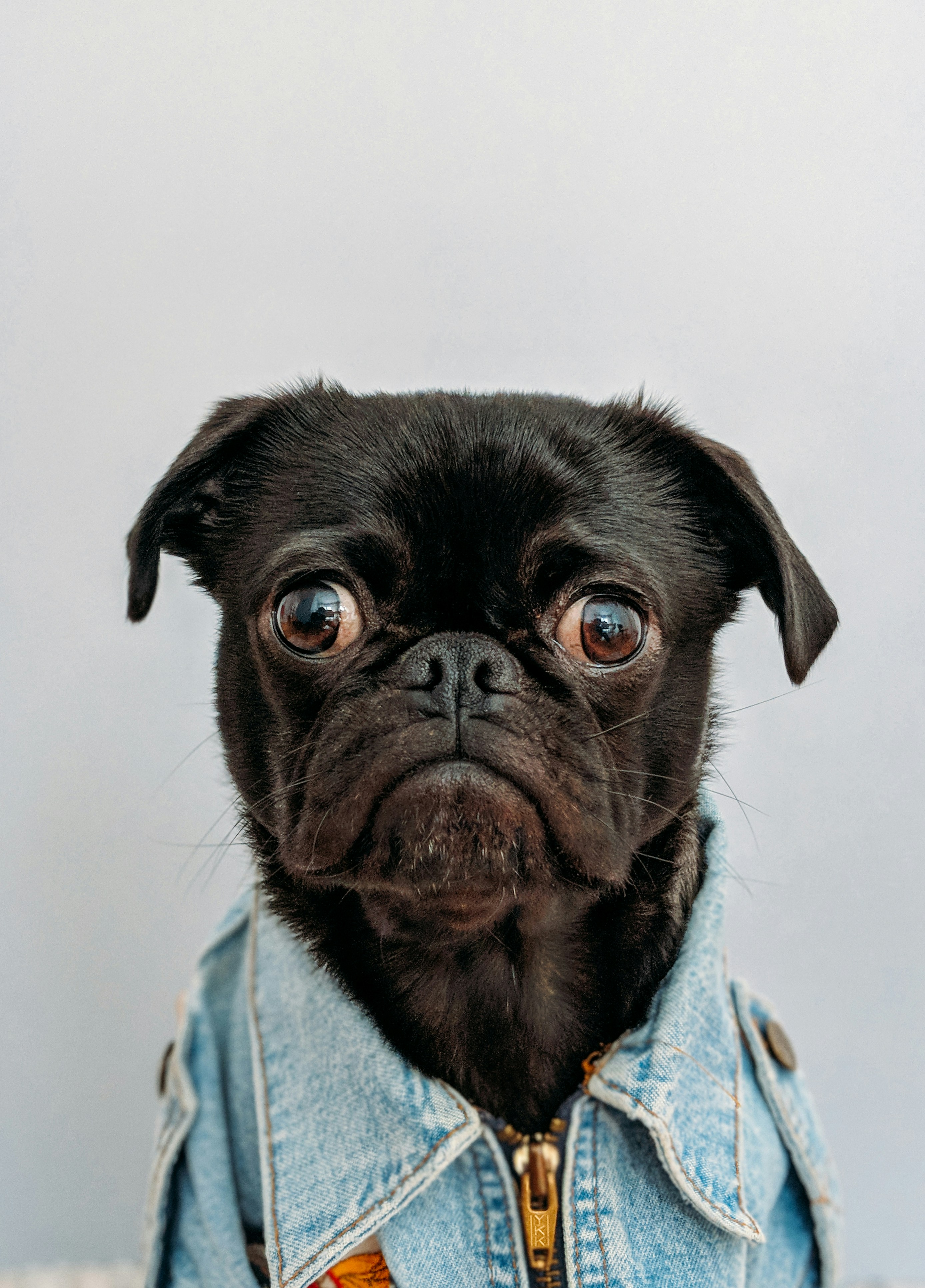 great photo recipe,how to photograph toshi (black pug) wearing my pilot jacket.; black dog wearing blue denim collar