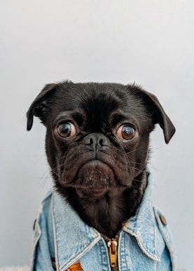 pet photography,how to photograph toshi (black pug) wearing my pilot jacket.; black dog wearing blue denim collar
