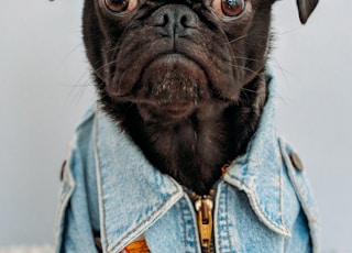 black dog wearing blue denim collar