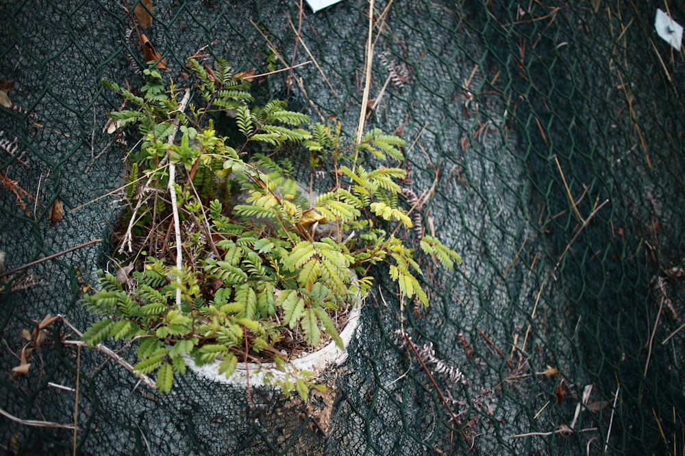 green fern leaf plant