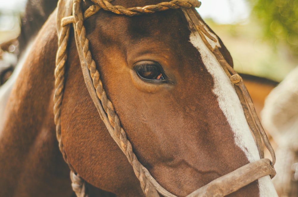 Photographie en gros plan de cheval brun de jour