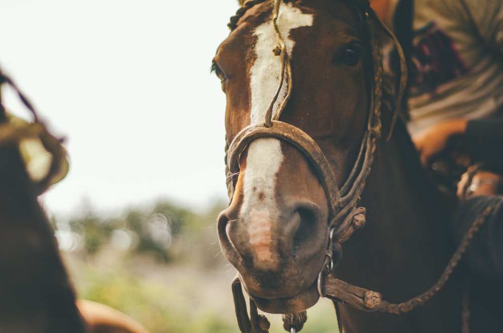 shallow focus photography of brown horse