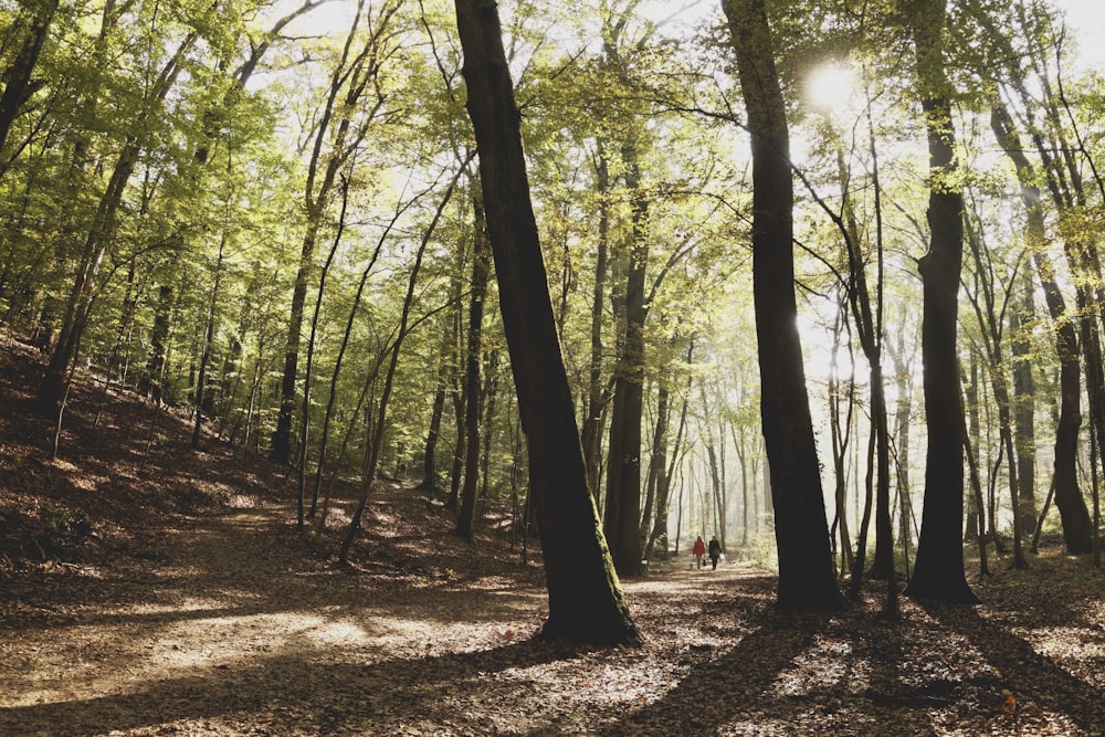 people walking in forest during daytime