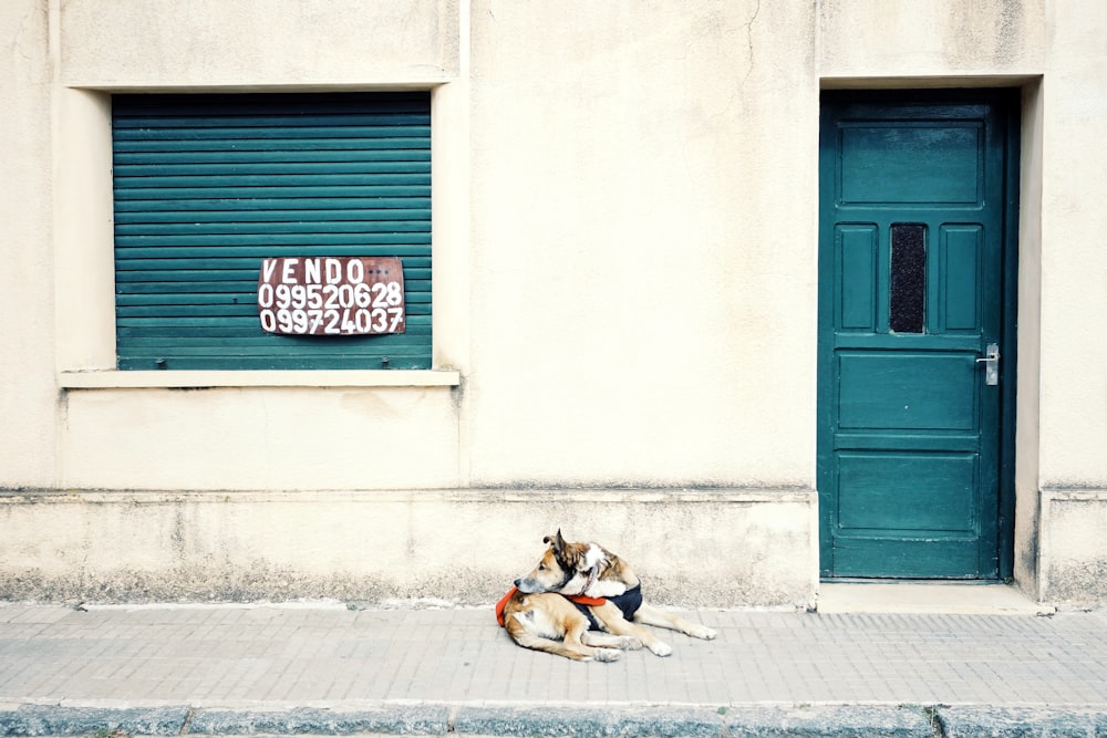 brown lying on sidewalk beside closed blue wooden door