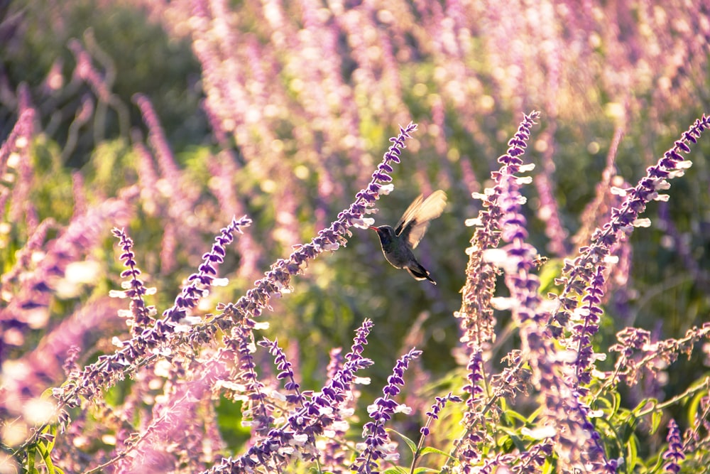 Flachfokusfotografie eines schwarzen Vogels, der tagsüber von Blumen umgeben ist