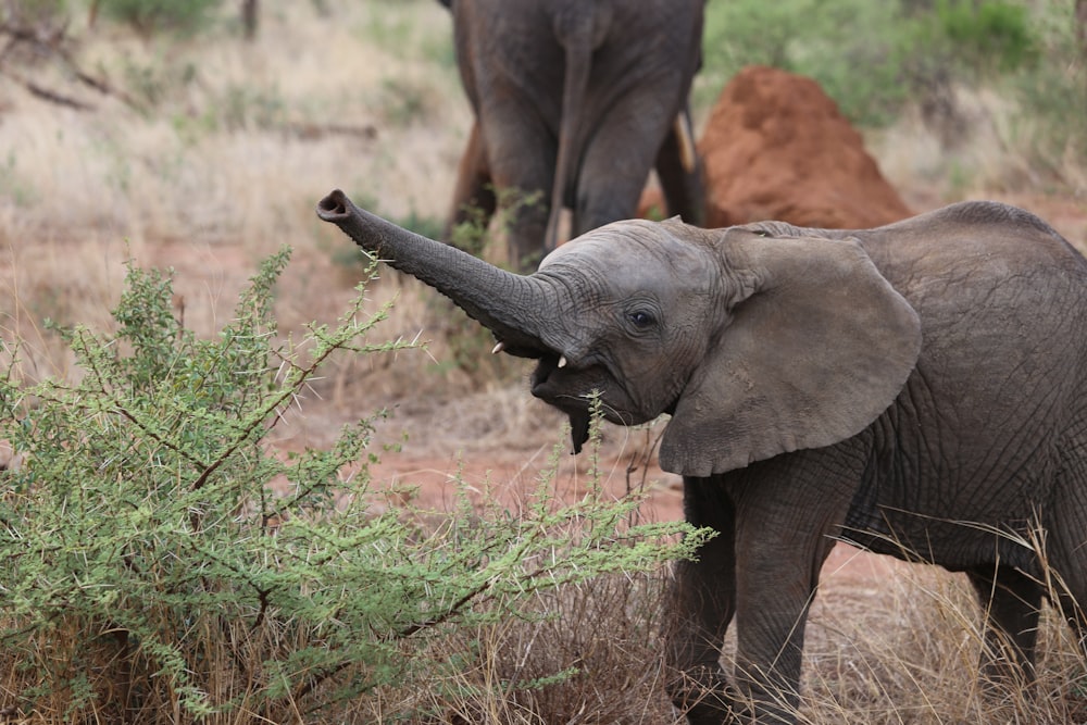 Junger Elefant in der Nähe von grünem Gras