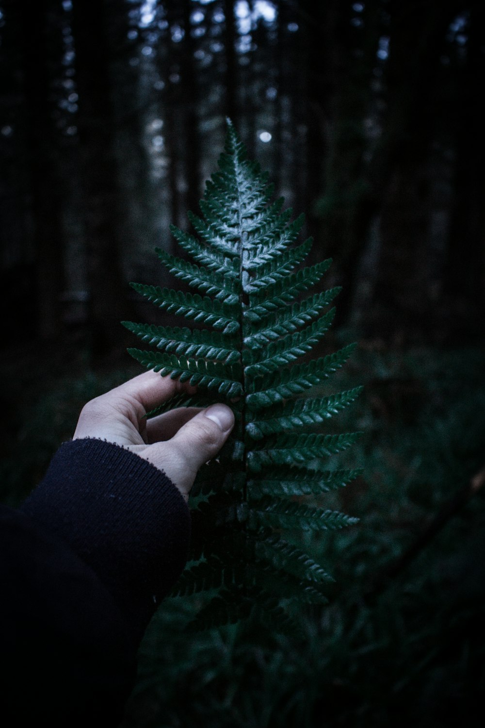 person holding fern with shallow depth field