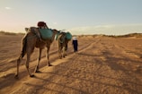 two men with two camels at the desert
