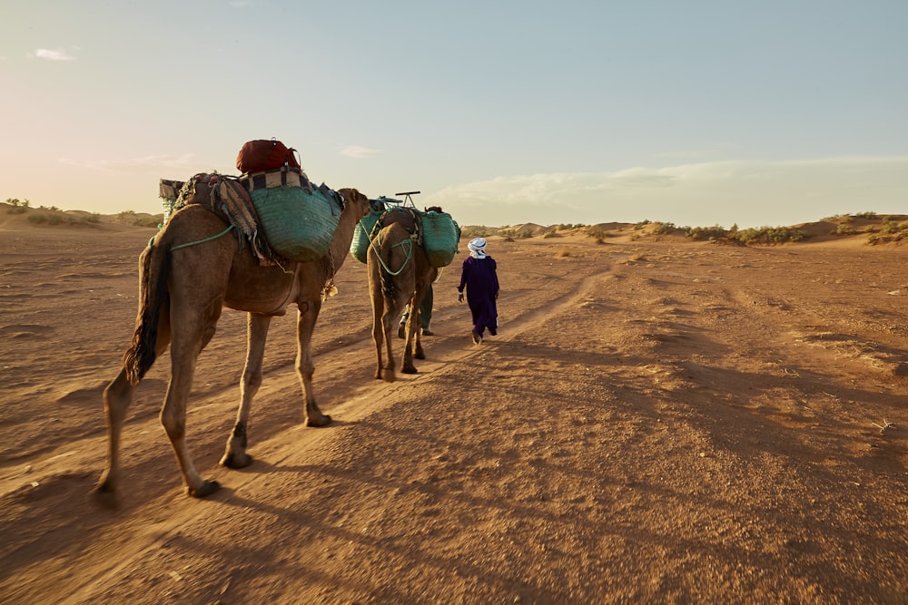 사막에서 낙타 두 마리를 데리고 있는 두 남자