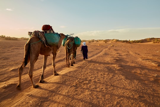 two men with two camels at the desert in Merzouga Morocco