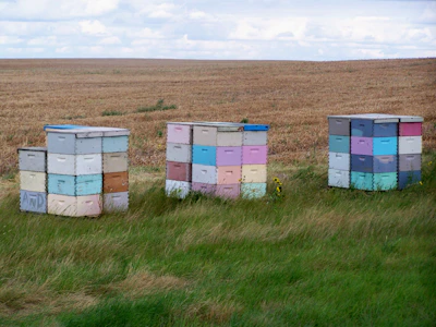 A group of beekeepers inspecting colorful beehives in a lush green field