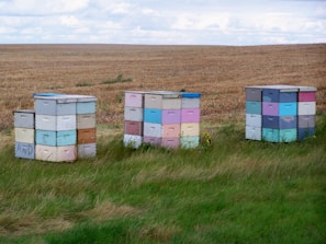 Three stacks of colorful beehives are situated on a grassy field, with a vast expanse of harvested farmland in the background. The hives are painted in various shades including blue, pink, purple, and yellow, providing a vibrant contrast to the natural surroundings. A few small plants can be seen near the hives.