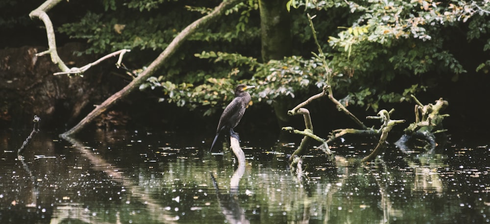 gray bird over water at daytime