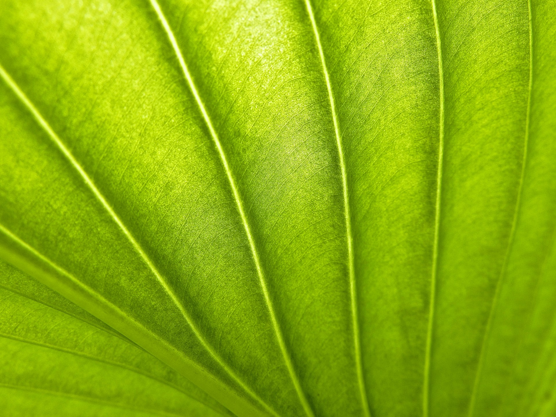 green textile