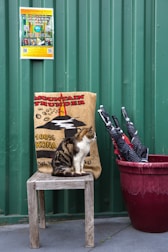 A cat sits on a wooden chair in front of a green corrugated metal wall. Next to the chair, a large red pot contains several folded umbrellas. Behind the cat, a coffee sack labeled 'Mountain Thunder 100% Kona' is visible. Above, a colorful informational poster is attached to the wall.