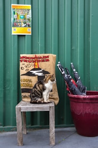 A cat sits on a wooden chair in front of a green corrugated metal wall. Next to the chair, a large red pot contains several folded umbrellas. Behind the cat, a coffee sack labeled 'Mountain Thunder 100% Kona' is visible. Above, a colorful informational poster is attached to the wall.