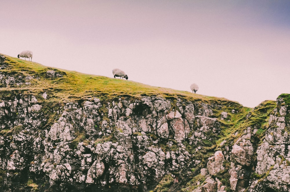 three sheep on green grass field