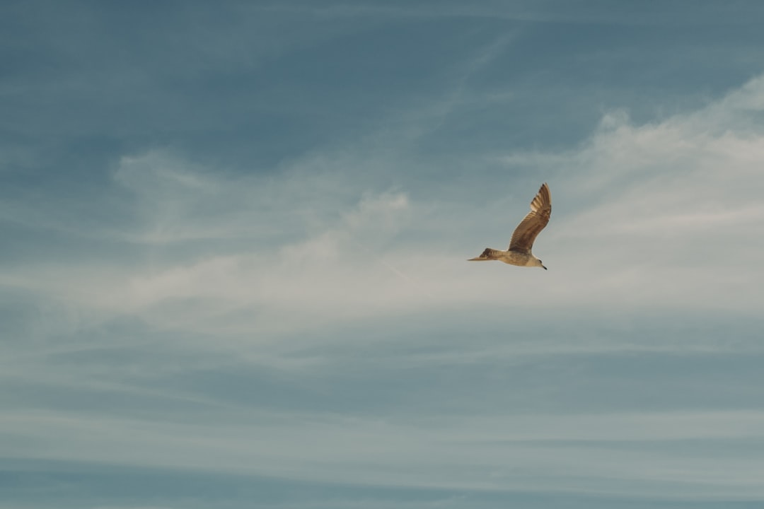 travelers stories about Wildlife in Costa da Caparica, Portugal