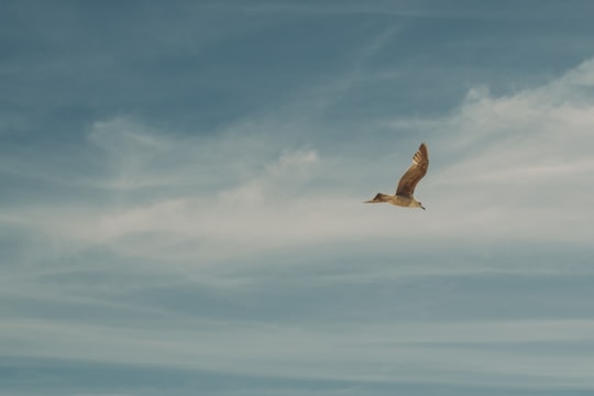 flying bird on the sky in Costa da Caparica Portugal