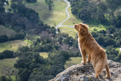 short-coated brown dog on gray cliff