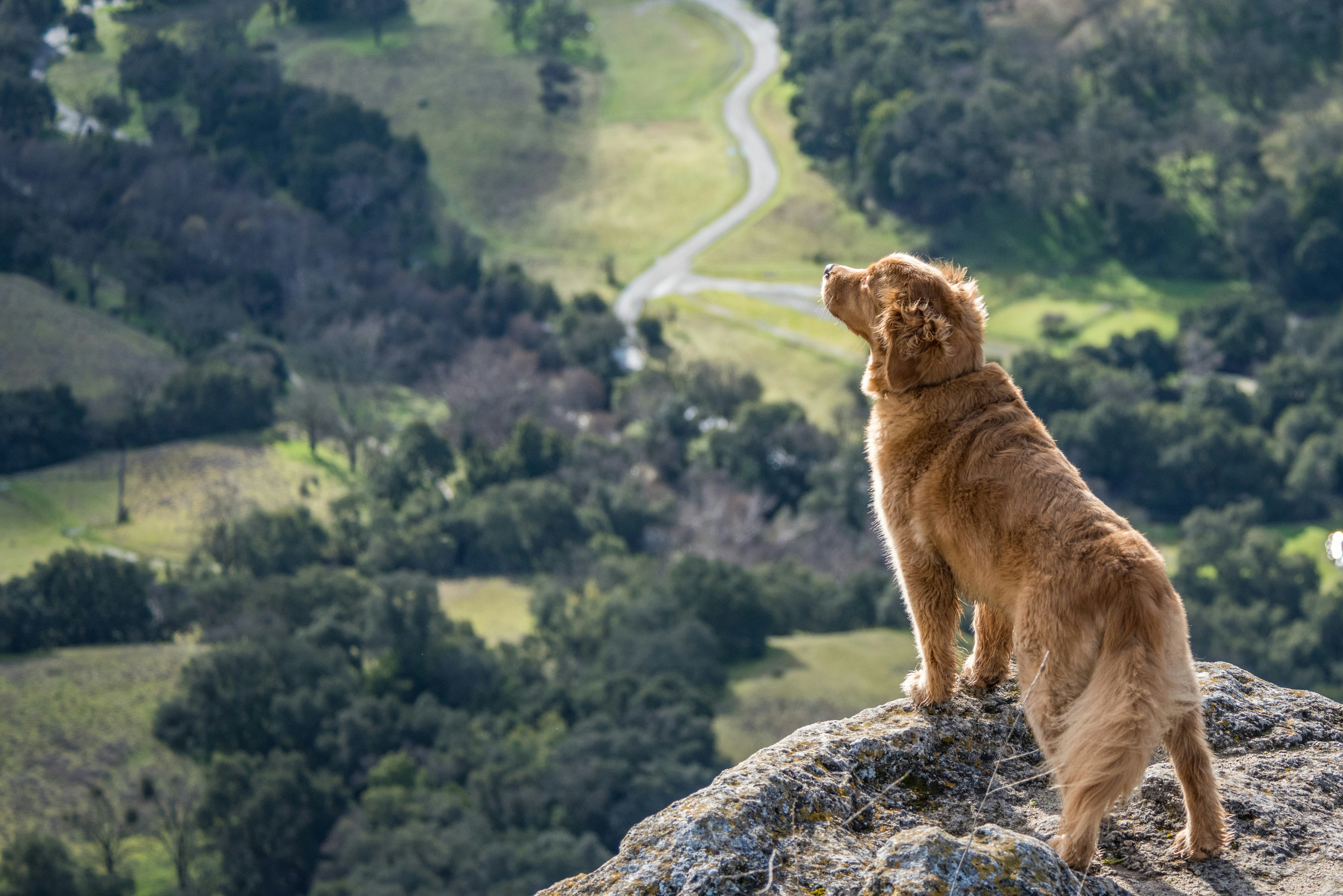 great photo recipe,how to photograph out hiking with my dog in the sunol regional wilderness in california.  we made a big climb to the top of the cliffs.  once there, she seemed so pleased to take it all in.; short-coated brown dog on gray cliff