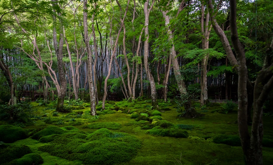 苔庭 ／ 苔の絨毯と森