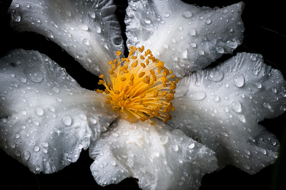 Photo en niveaux de gris d’une fleur à 5 pétales