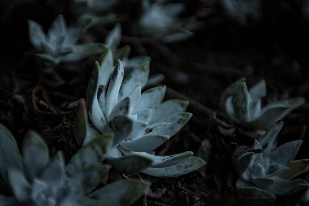 green succulent plants