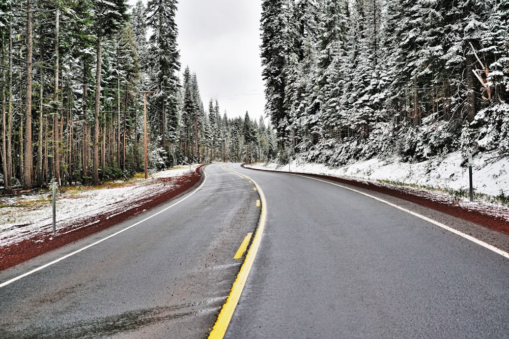 photography of green and brown trees near gray concrete road