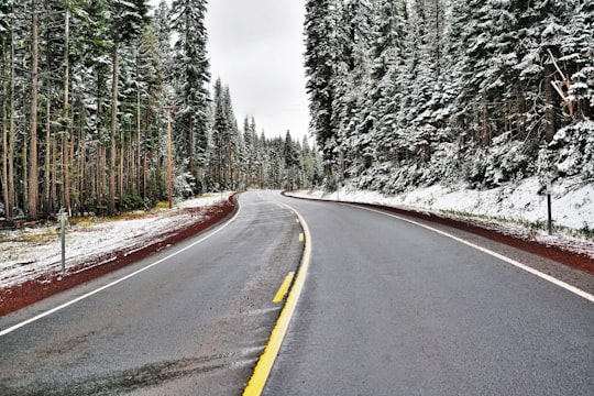 photography of green and brown trees near gray concrete road in Oregon United States