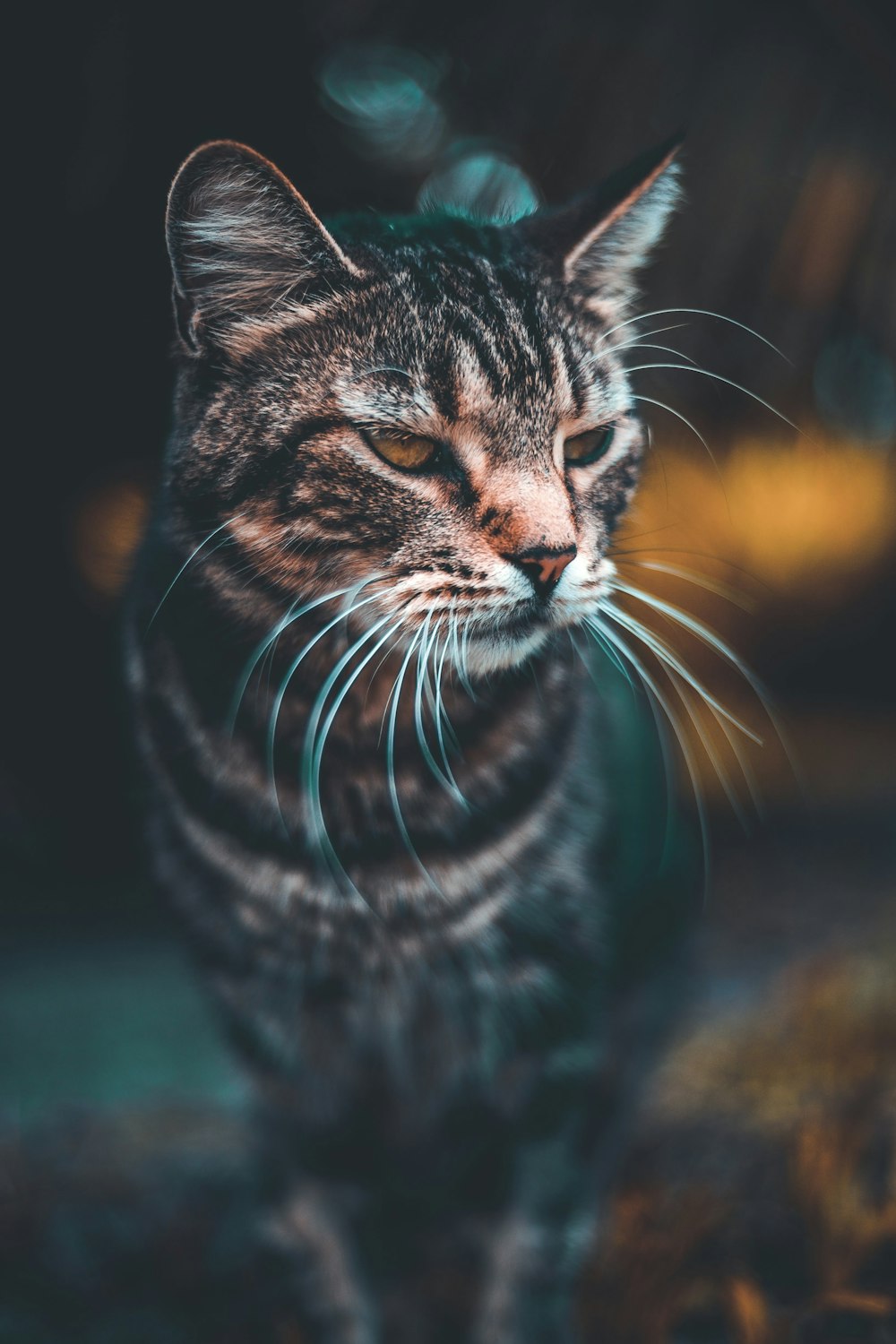 Fotografía de enfoque selectivo de gato atigrado gris