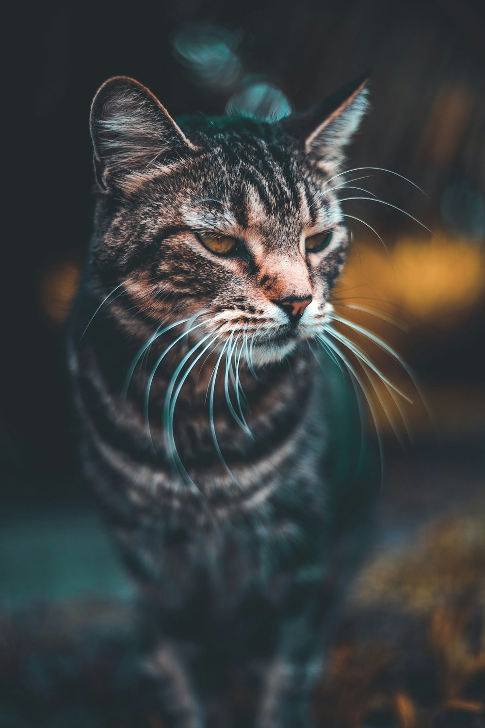 灰色のぶち猫のセレクティブフォーカス写真
