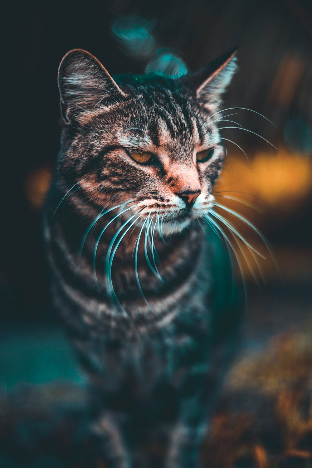 selective focus photography of gray tabby cat
