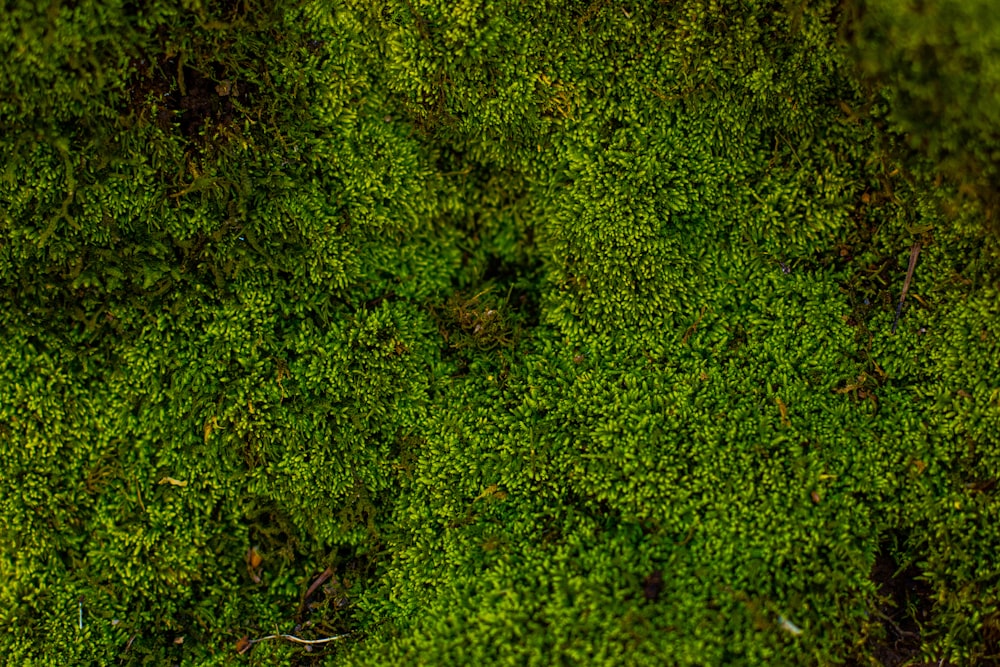 Fotografía aérea de árboles forestales