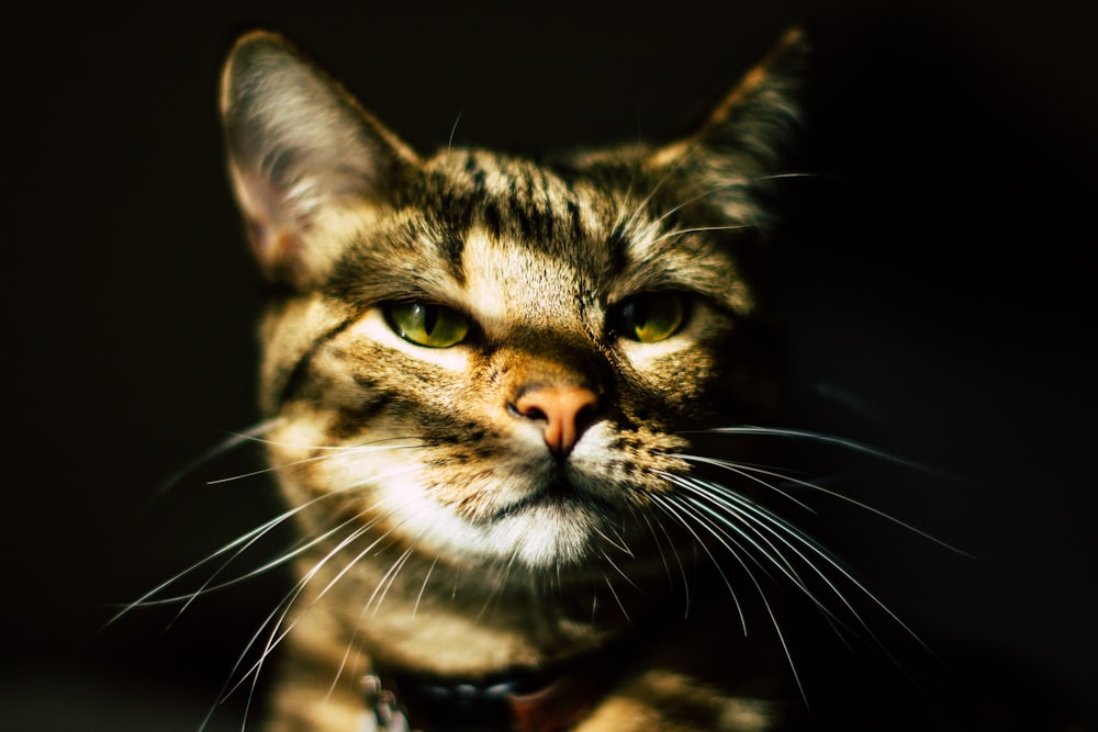 茶色のぶち猫のクローズアップ写真