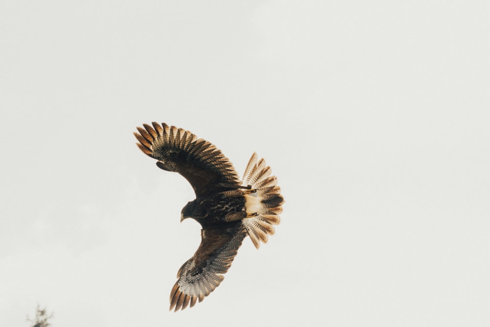 black bird flying