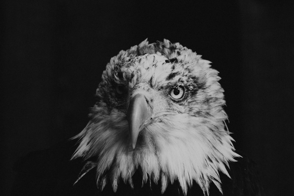Fotografía en escala de grises del águila calva