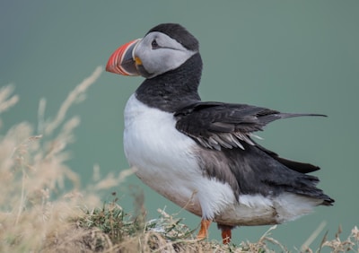Commercials production companies: puffin bird walking on grass during the daytime
