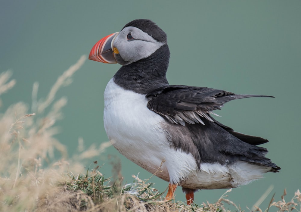 puffin bird walking on grass during daytime