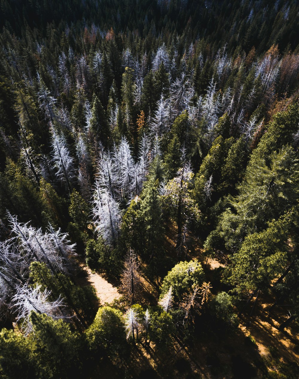 aerial view of green leafed trees