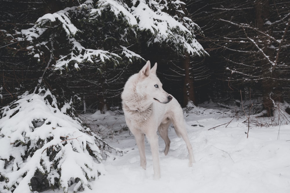 adult white Siberian husky standing on snow filed during day