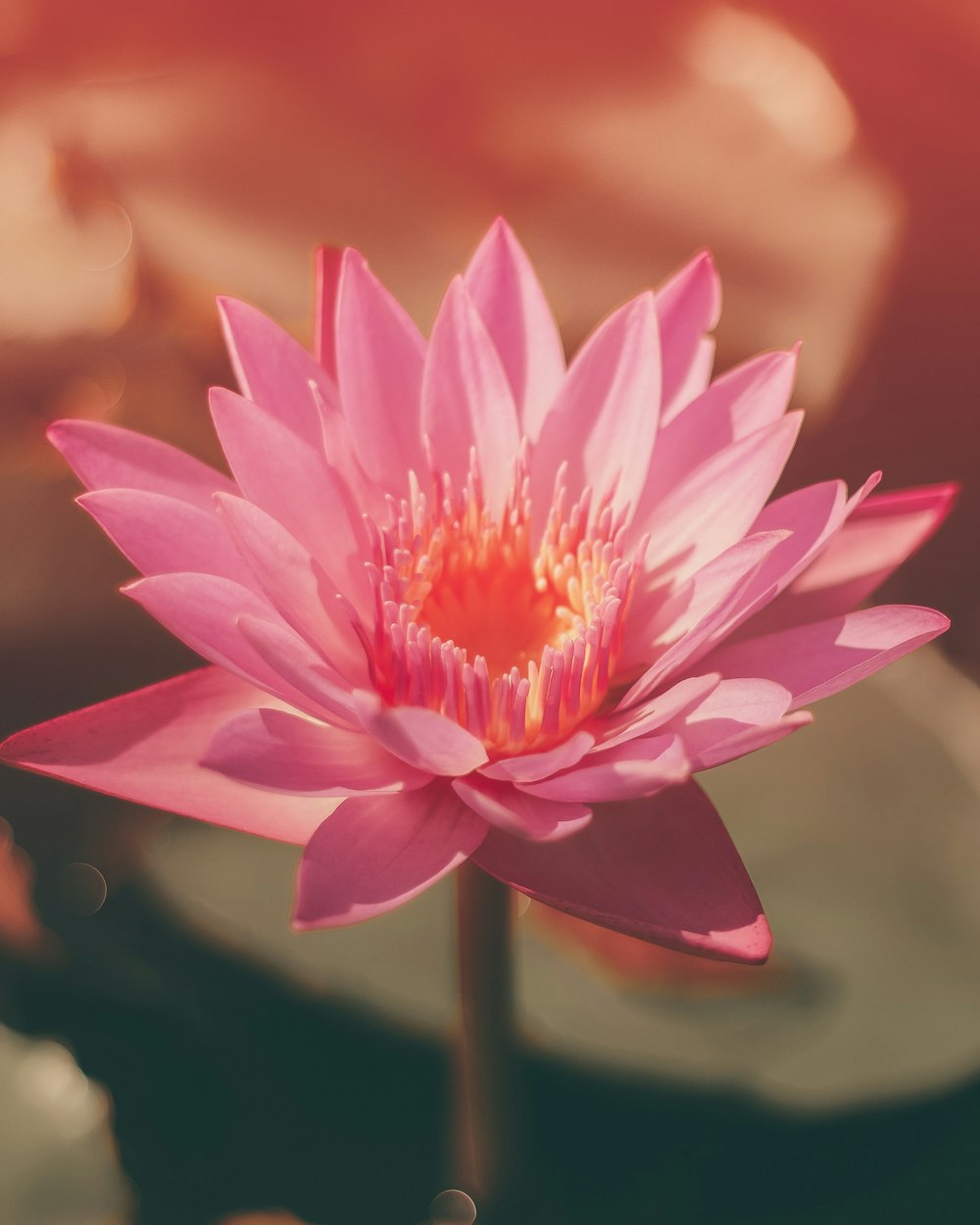 Fotografia a fuoco selettiva del fiore di loto che sboccia durante il giorno