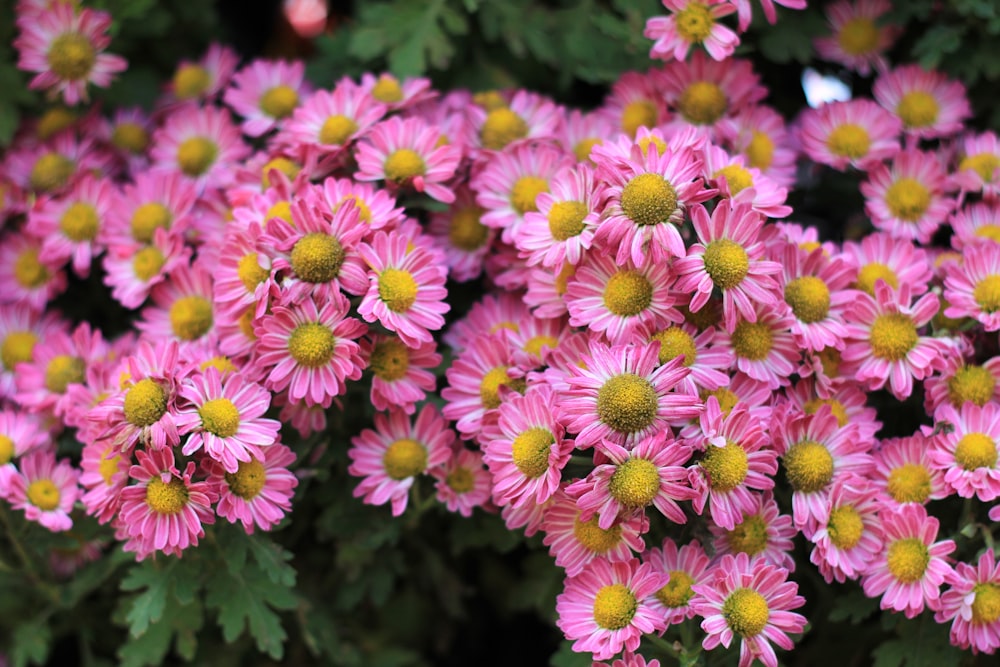 pink petaled flowers